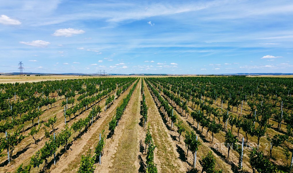 Prodej pole 48 928 m², Těšetice – náhled fotky 15