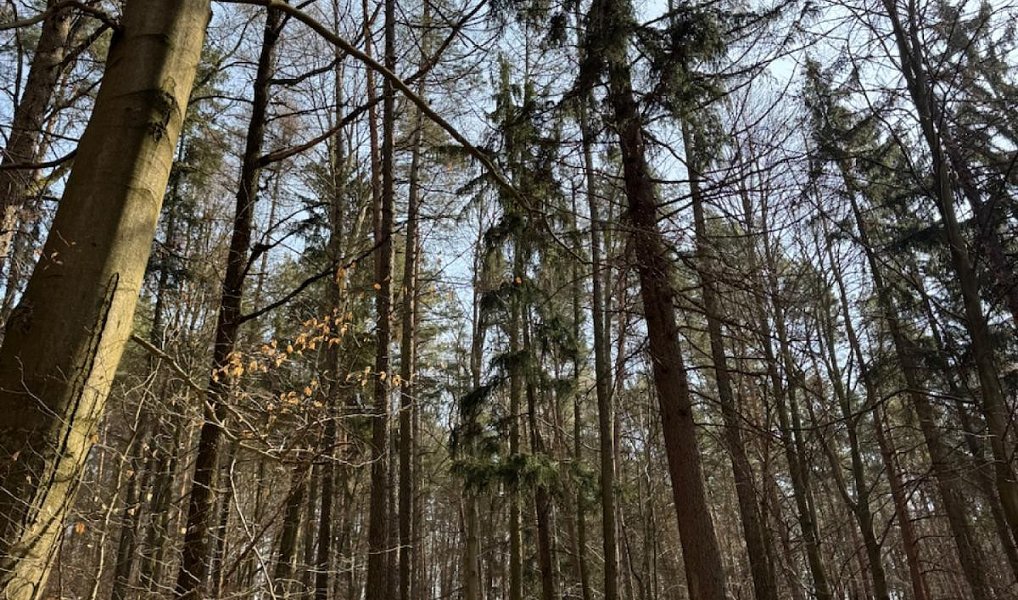 Prodej lesa 36 947 m², Bohutín – náhled fotky 4