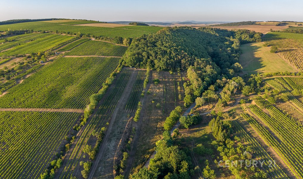 Vinný sklep 83m2, pozemky 8.420m2, Blatnice pod Svatým Antonínkem, Blatnice pod Svatým Antonínkem – náhled fotky 26