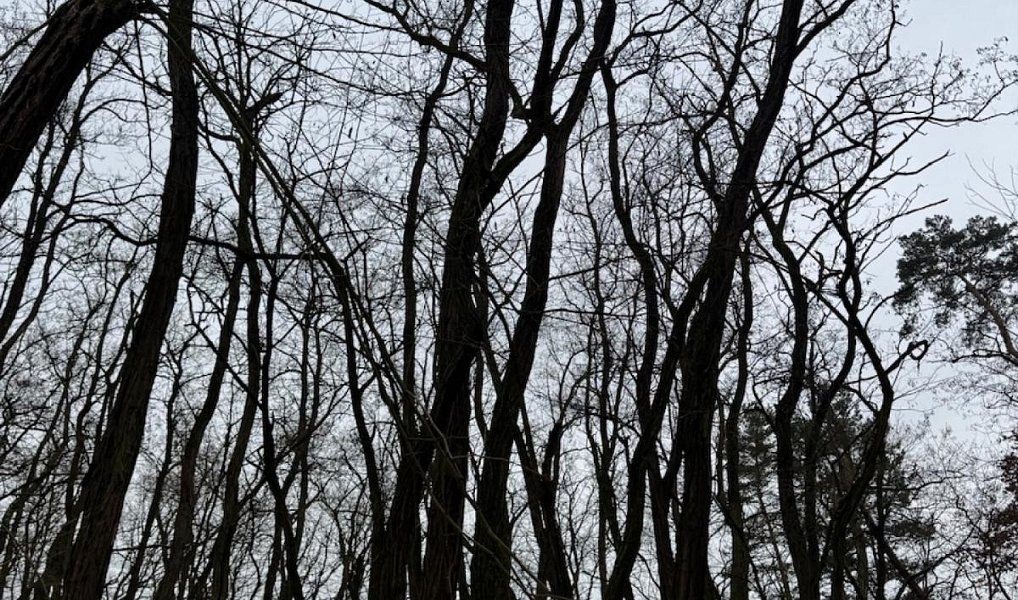Prodej lesa 2 638 m², Černěves – náhled fotky 7