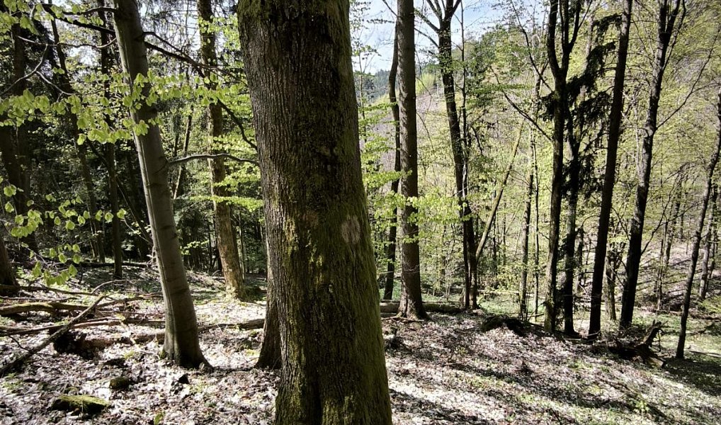 Prodej lesa 12 043 m², Dobřany – náhled fotky 7