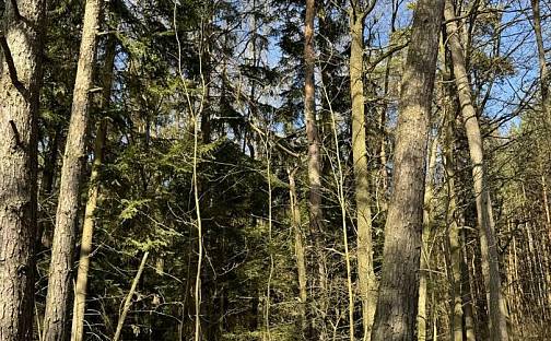 Prodej lesa 3 495 m², Vlastiboř, okres Tábor