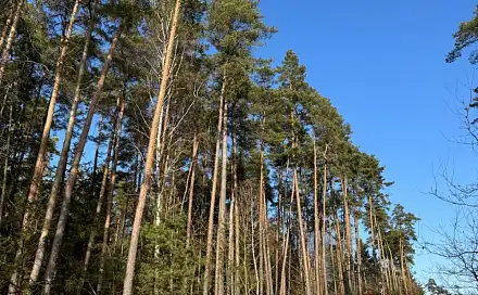 Prodej lesa 744 m², Dražíč - Šluknov