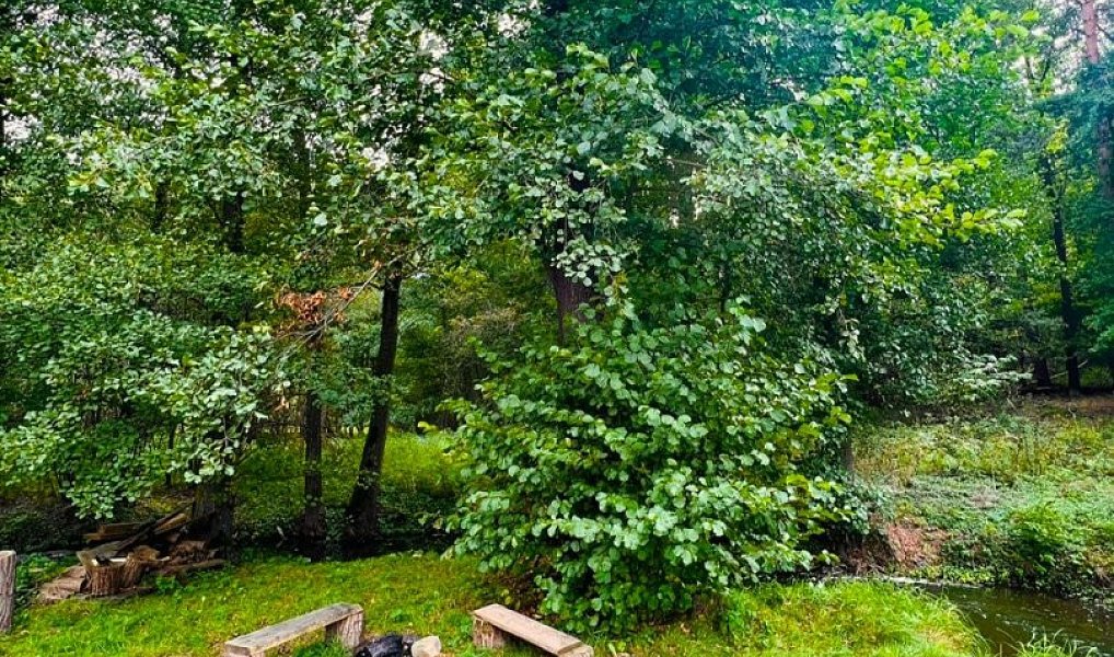 Prodej louky 1 277 m², Rybníky – náhled fotky 4