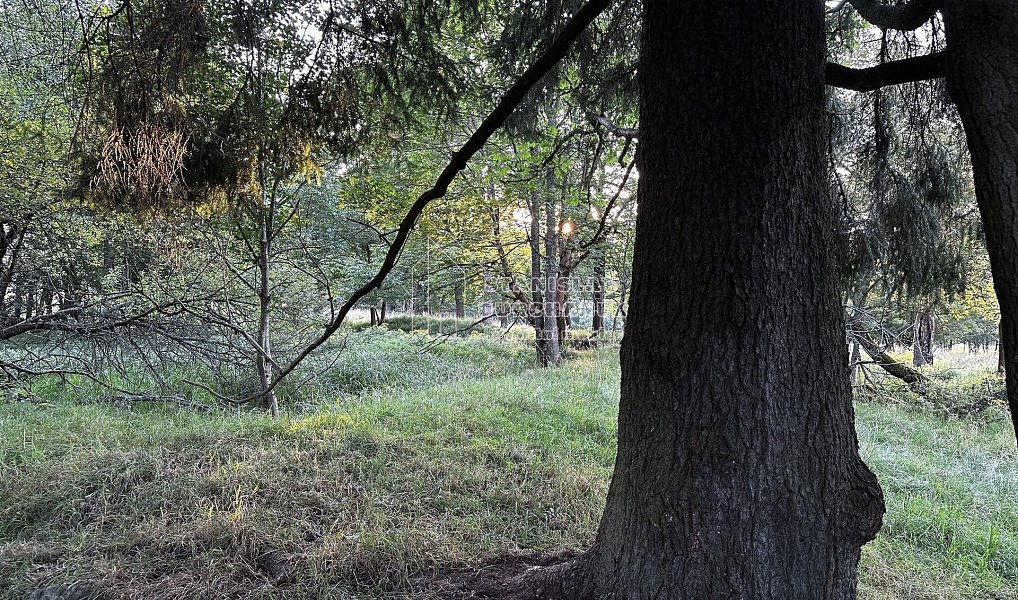 Prodej stavebního pozemku 4 929 m², Nová Ves – náhled fotky 11