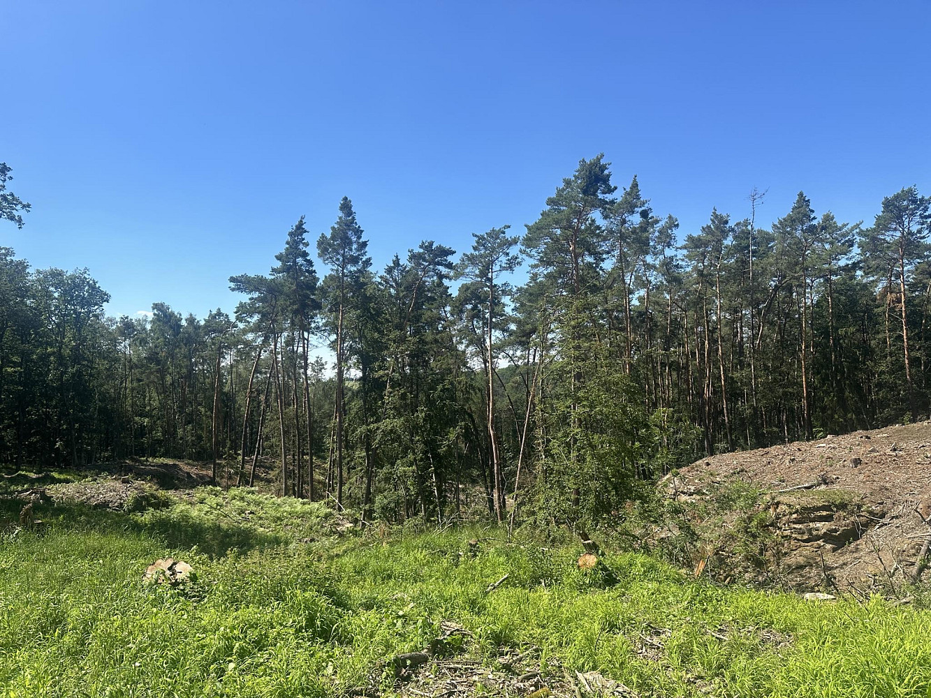 Prodej lesa 27 734 m²