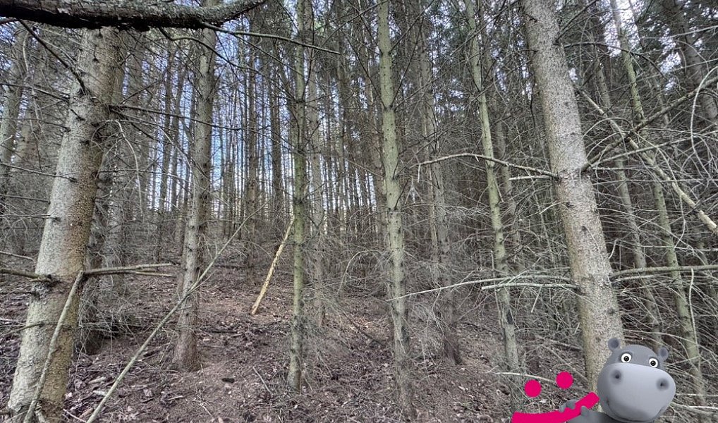 Prodej lesa 6 656 m², Luhačovice – náhled fotky 4