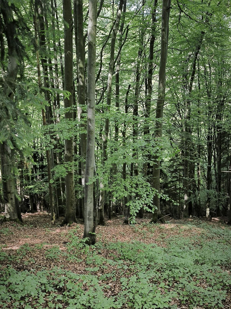 Fotka 7 z 19