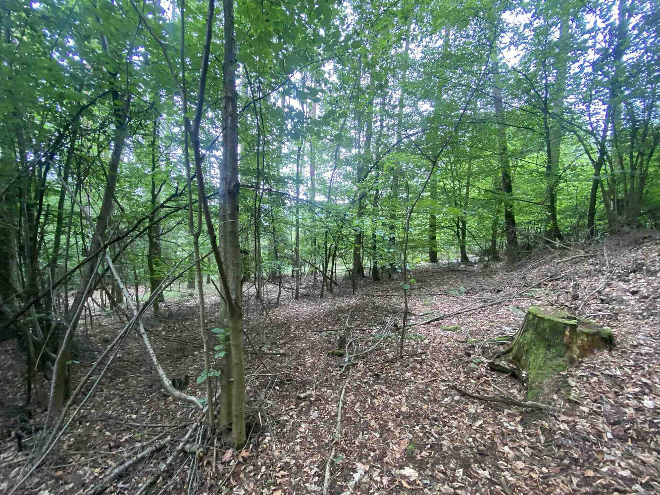 Prodej lesa 3 093 m² – fotografie 4