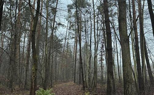 Prodej lesa 5 148 m², Břehy, okres Pardubice