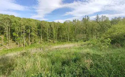 Prodej lesa 17 681 m², Číměř, okres Třebíč