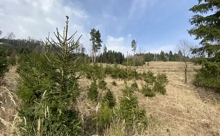Prodej louky 1 410 m², Městečko Trnávka - Lázy, okres Svitavy