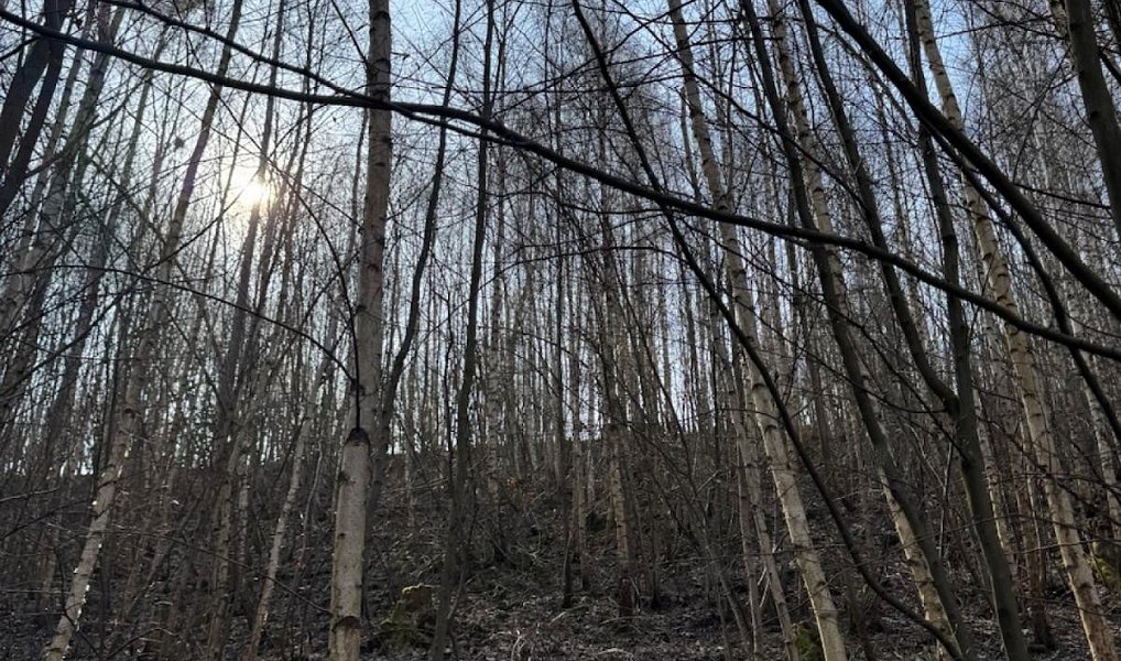 Prodej pozemku 23 891 m², Louňovice pod Blaníkem – náhled fotky 16