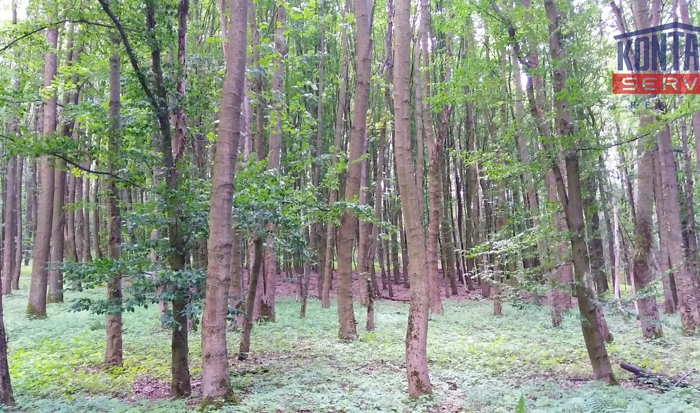Prodej lesa 4 786 m², Janovice nad Úhlavou – náhled fotky 6