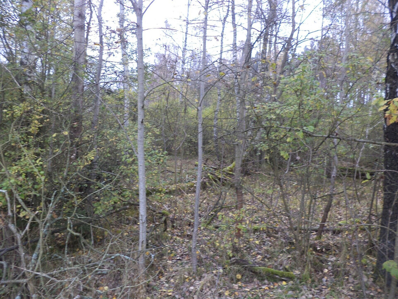 Fotka 3 z 5