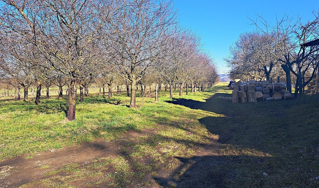 Prodej pole 4 979 m², Štěchov – náhled fotky 9