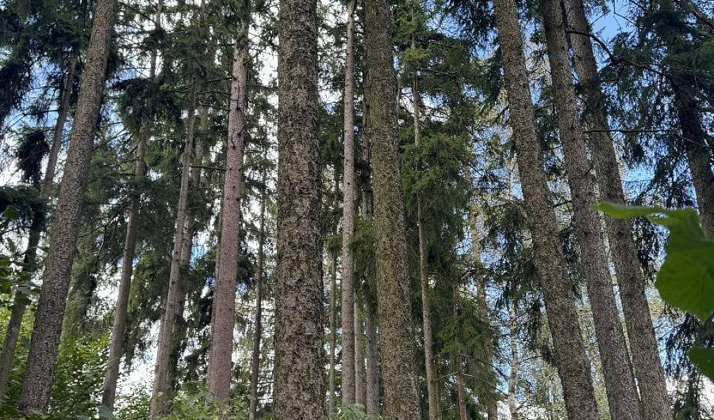 Prodej pozemku 10 821 m², Velké Svatoňovice – náhled fotky 5