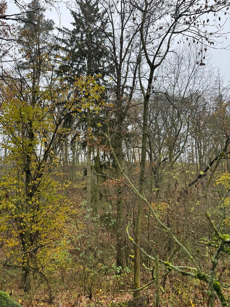 Prodej lesa 3 833 m² – fotografie 5