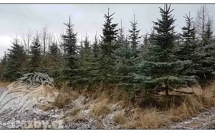 Dražba pole 9 968 m²