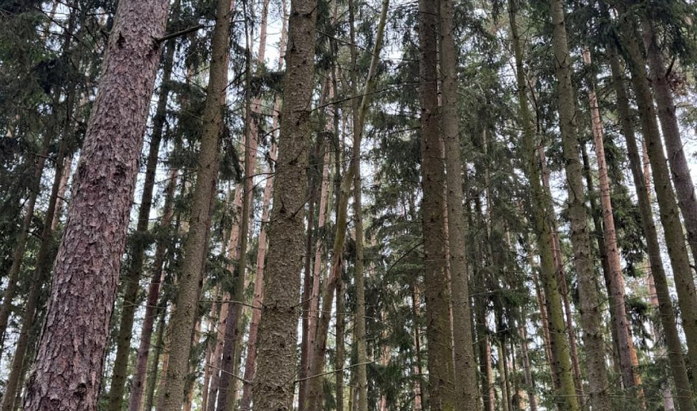 Prodej lesa 2 788 m², Chrášťany – náhled fotky 7