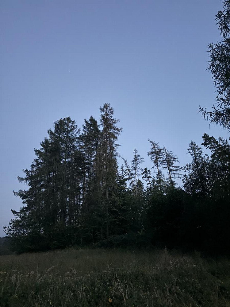 Prodej lesa 7 493 m²