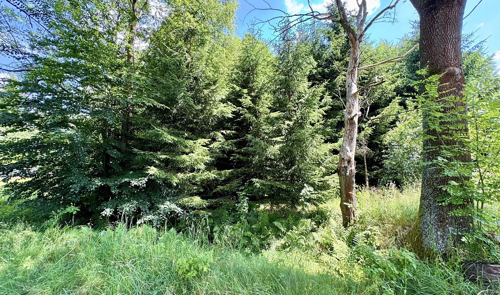Prodej chaty/chalupy 200 m² s pozemkem 11 151 m², Sněžné – náhled fotky 21