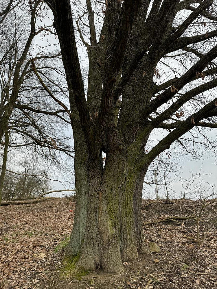 Prodej lesa 5 328 m²
