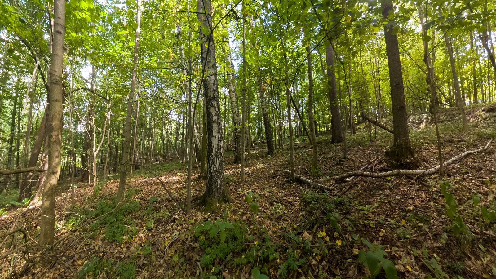 Prodej lesa 1 276 m² – fotografie 3