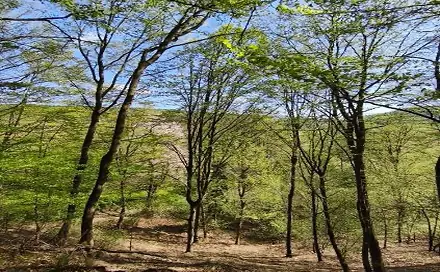 Prodej lesa 26 738 m², Luže - Doly, okres Chrudim