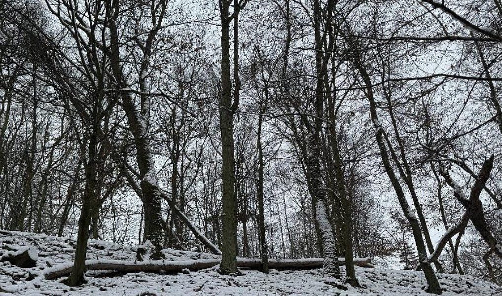 Prodej lesa 2 782 m², Drnovice – náhled fotky 4