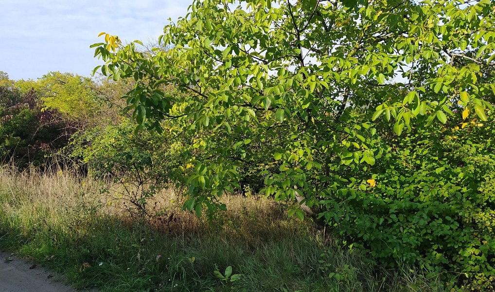 Prodej zahrady 4 337 m², Židlochovice – náhled fotky 7