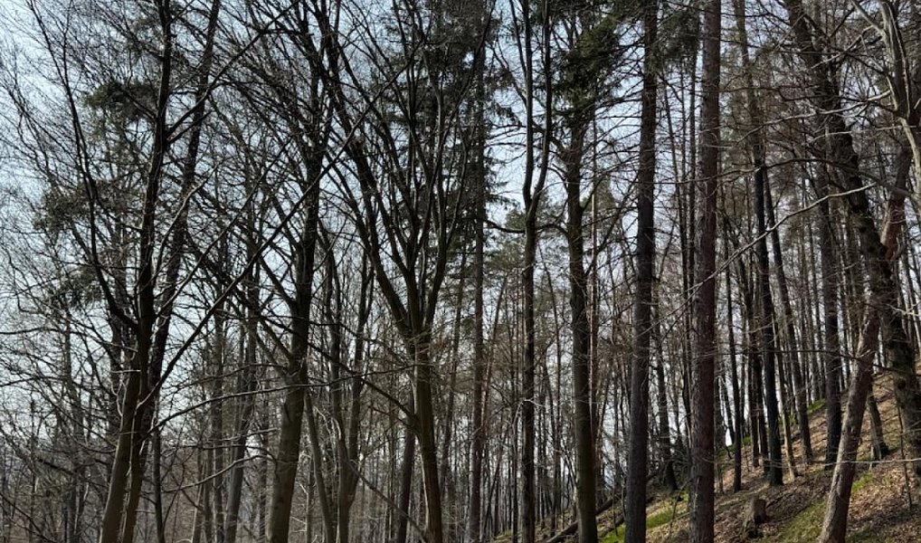 Prodej lesa 36 947 m², Bohutín – náhled fotky 12