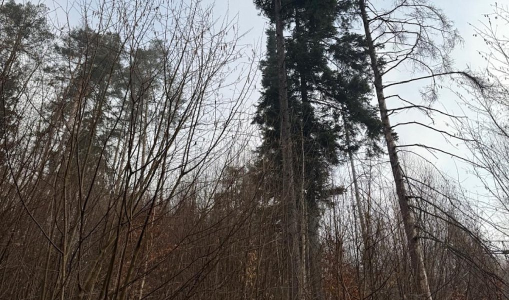 Prodej lesa 5 829 m², Malá Bystřice – náhled fotky 6
