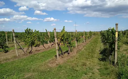 Ostatní