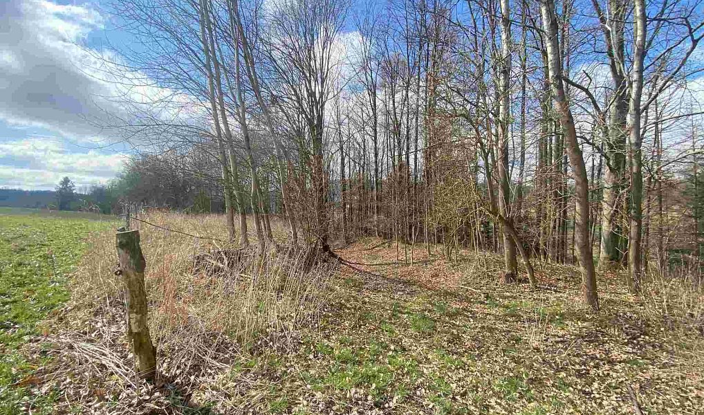 Prodej pozemku 5 185 m², Teplice nad Metují – náhled fotky 5