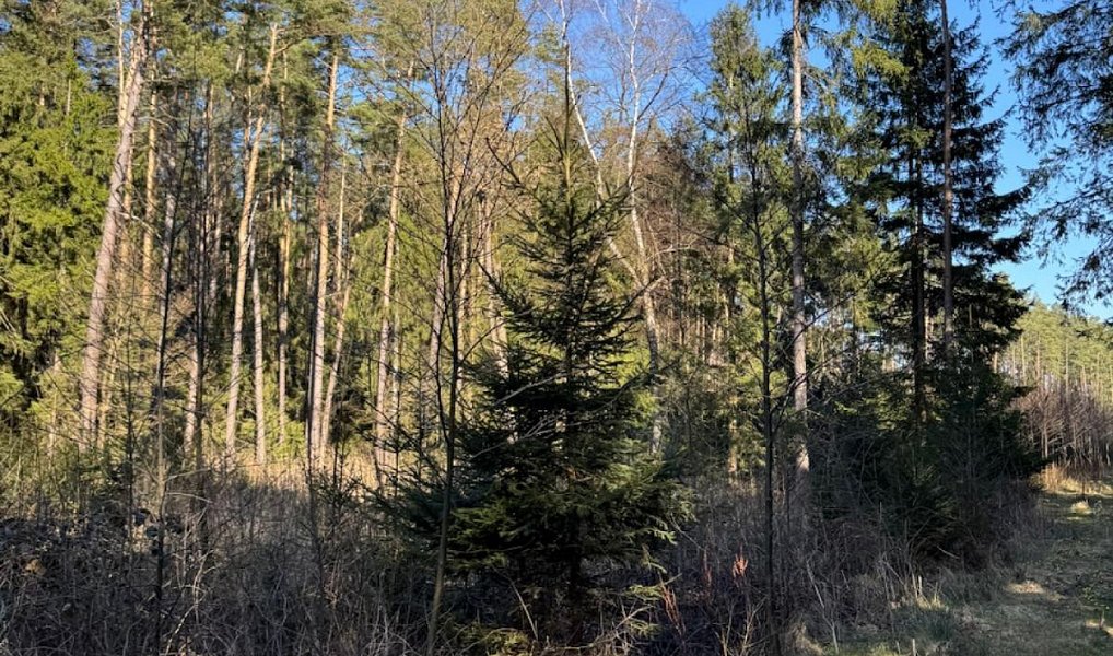 Prodej lesa 6 708 m², Zvěrotice – náhled fotky 4