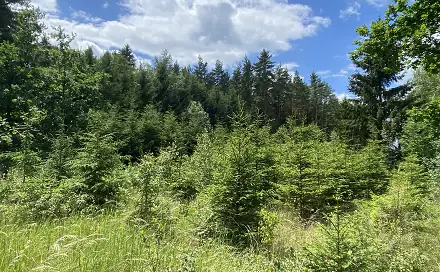 Prodej lesa 1 272 m², Slabčice - Nemějice, okres Písek