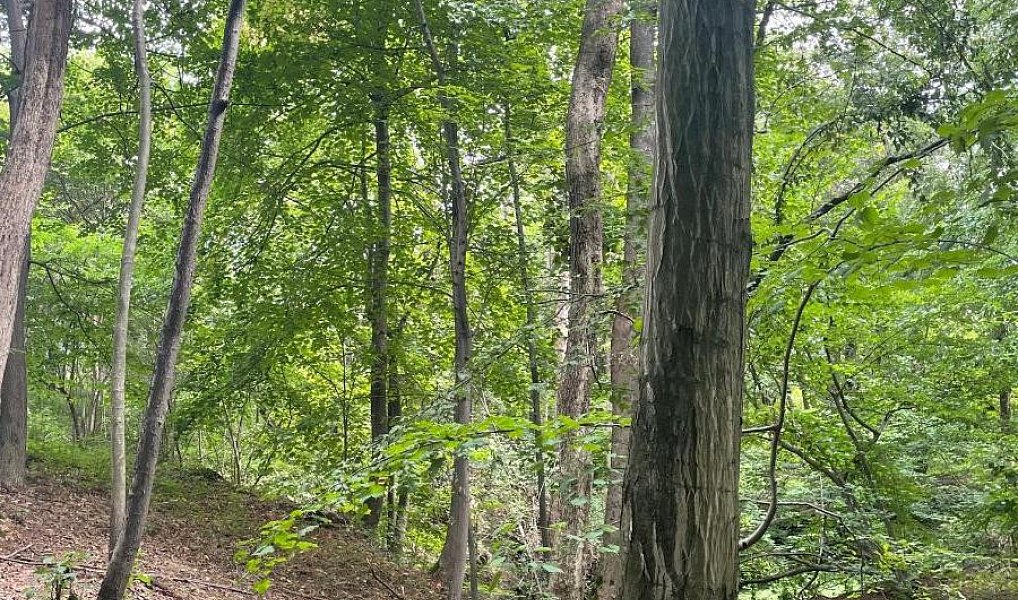 Prodej lesa 5 193 m², Vělopolí – náhled fotky 9