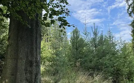 Prodej lesa 5 469 m², Velké Opatovice - Vícemilice