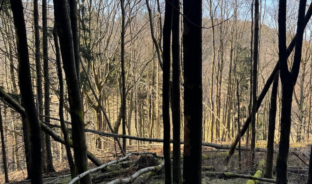Prodej lesa 14 111 m², Proseč pod Ještědem – náhled fotky 9