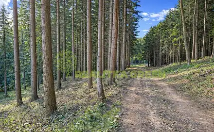 Prodej lesa 152 613 m², Modřínová, Zlín - Velíková