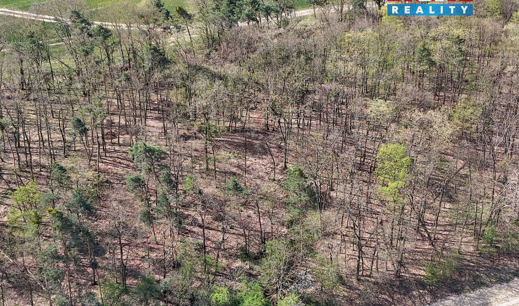Prodej lesa 4 629 m², Mochov – náhled fotky 2