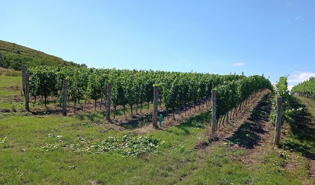 Prodej pozemku 90 769 m², Dolní Dunajovice – náhled fotky 12
