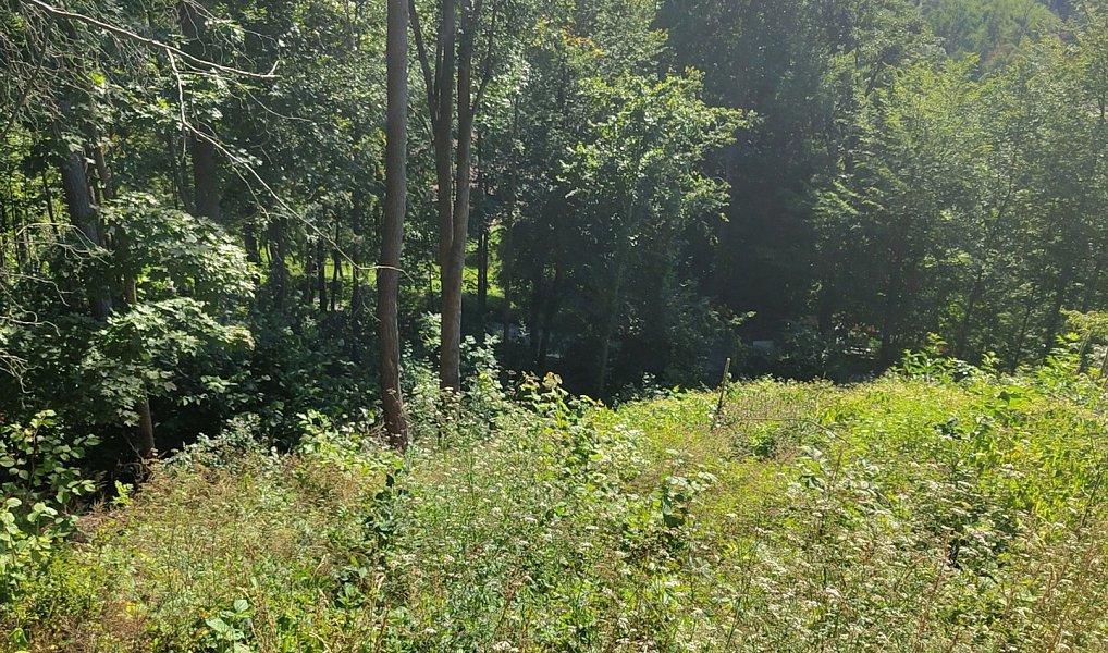 Prodej lesa 4 922 m², Benešov u Semil – náhled fotky 2