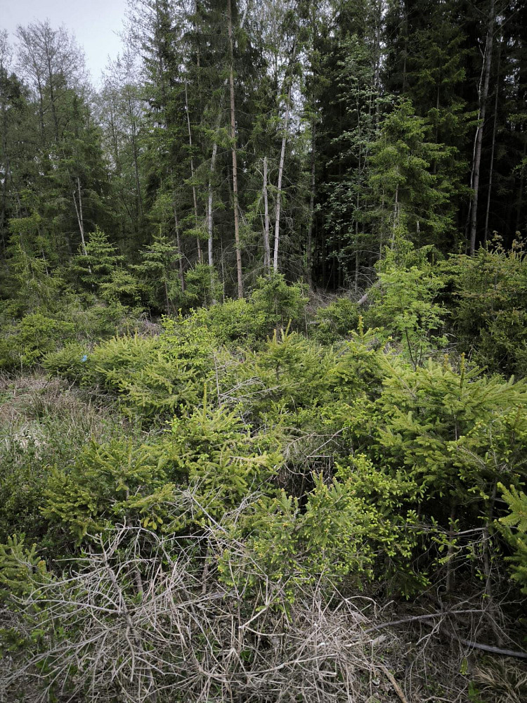Prodej lesa 3 680 m²