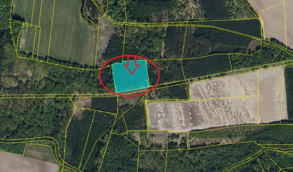 Prodej lesa 10 225 m², Dobříč – náhled fotky 10