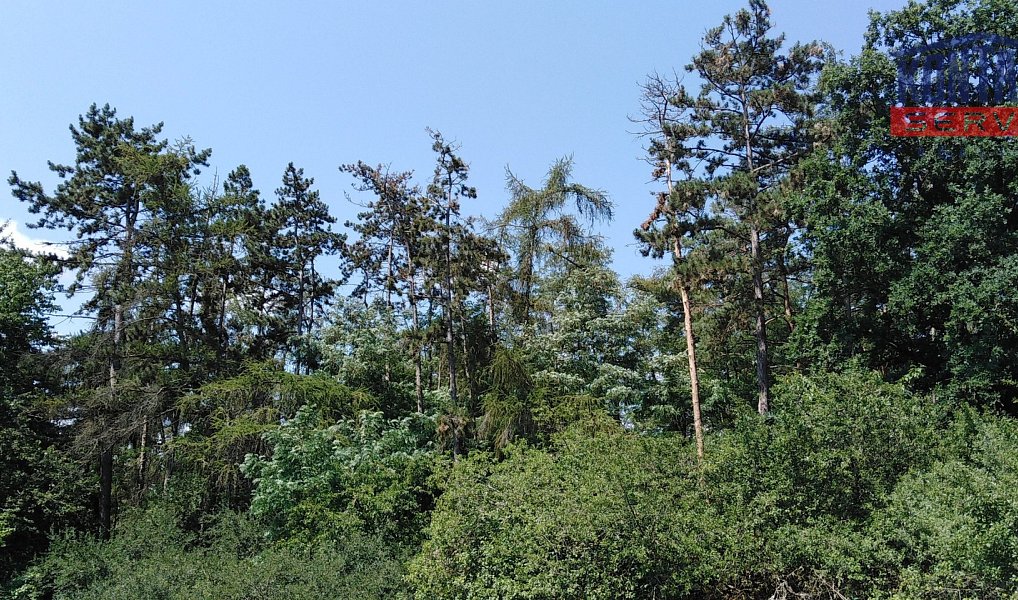 Prodej lesa 3 180 m², Kaceřov – náhled fotky 5
