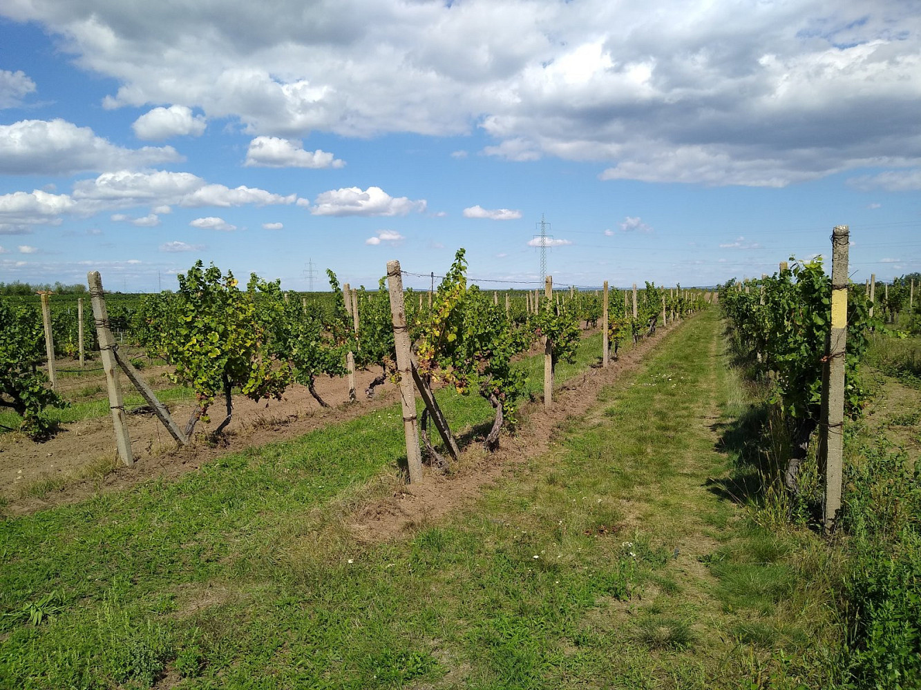 Prodej pozemku 5 491 m²
