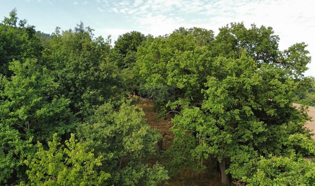 Prodej pole 26 115 m², Pozdeň – náhled fotky 7