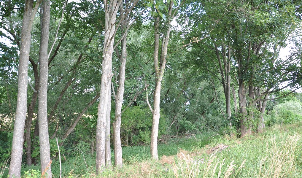 Prodej stavebního pozemku 2 760 m², Písečné – náhled fotky 10